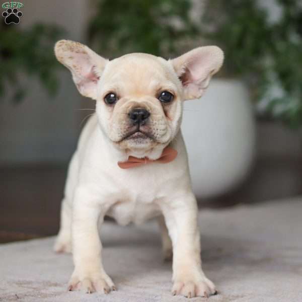 Raine, French Bulldog Puppy